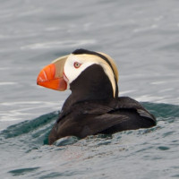 Tufted Puffin